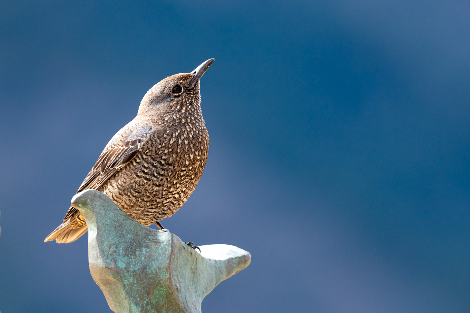 Blue rock trush female (Monticola solitarius) 