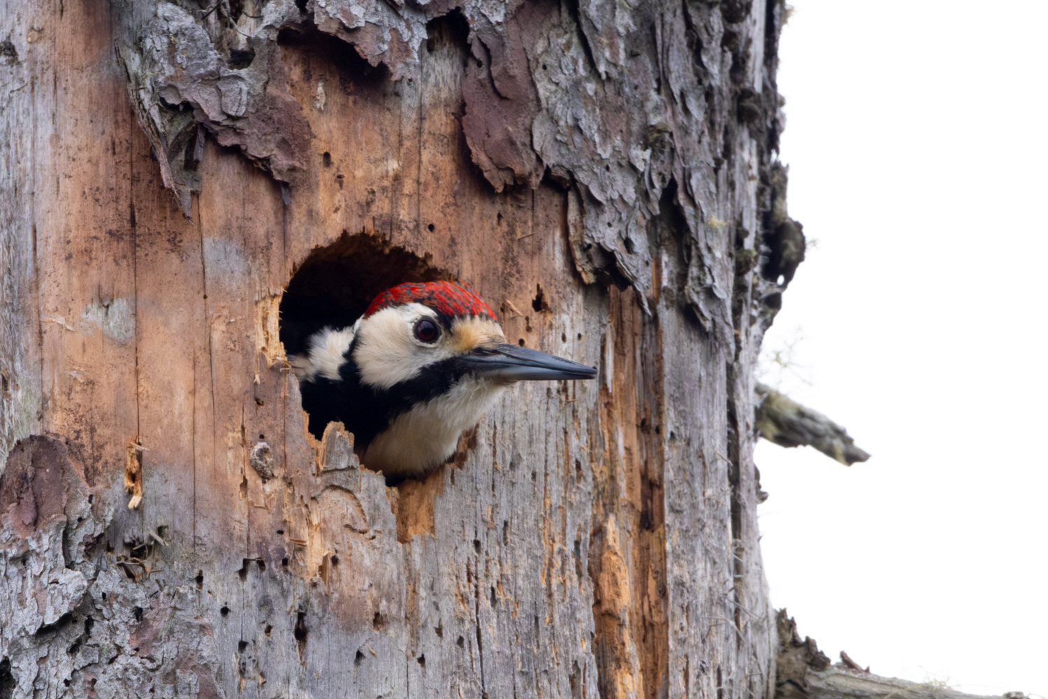 White-backed woodpecker (Dendrocopos leucotos)