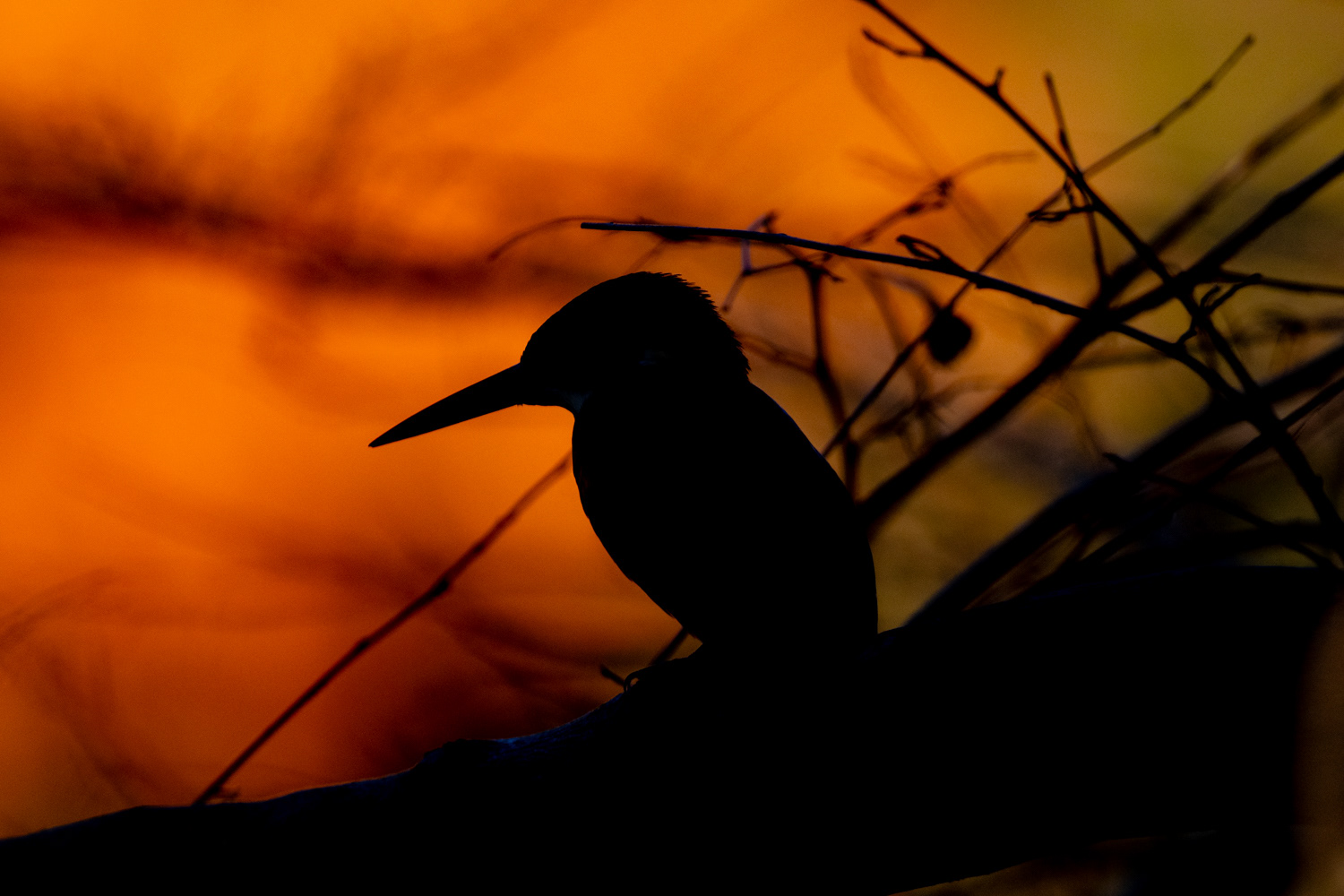European Kingfisher (Alcedo atthis)