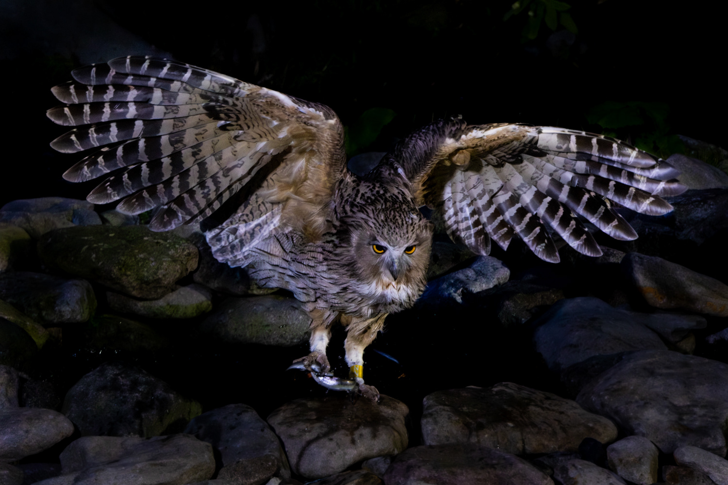 Blakiston's fish owl (Ketupa blakistoni)
