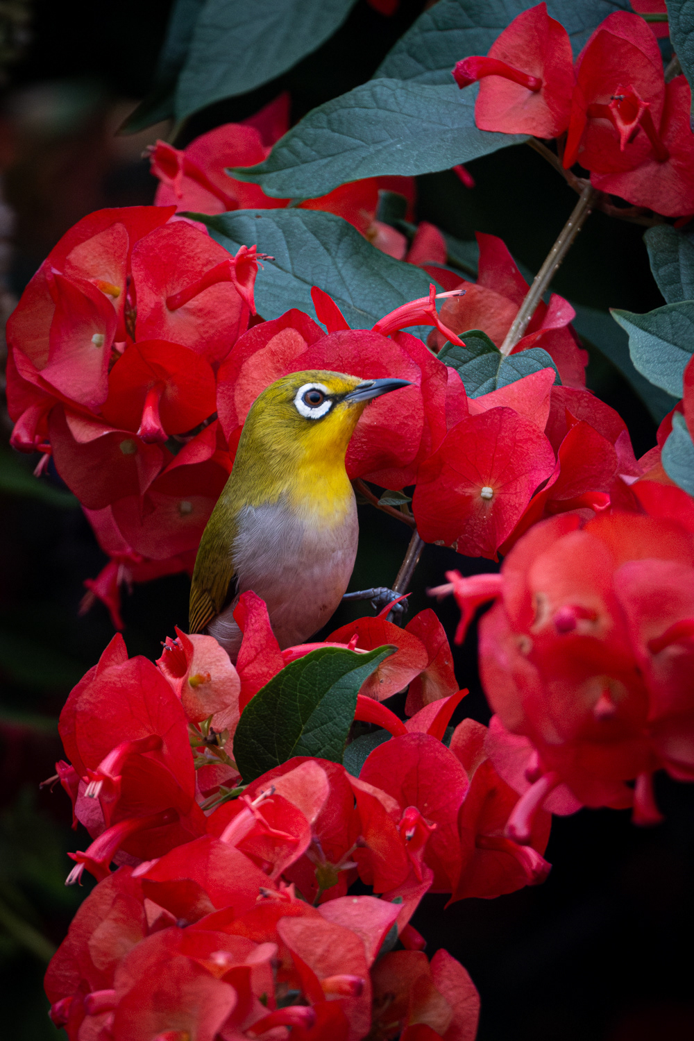 Swinhoe's white-eye (Zosterops simplex)