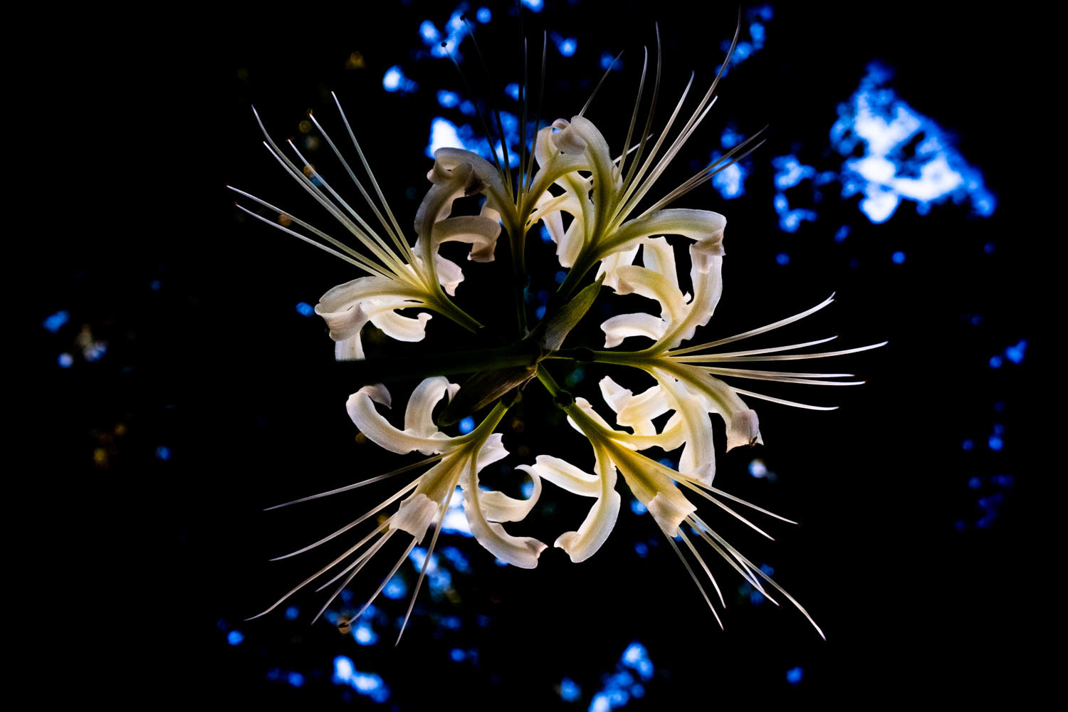 Lycoris