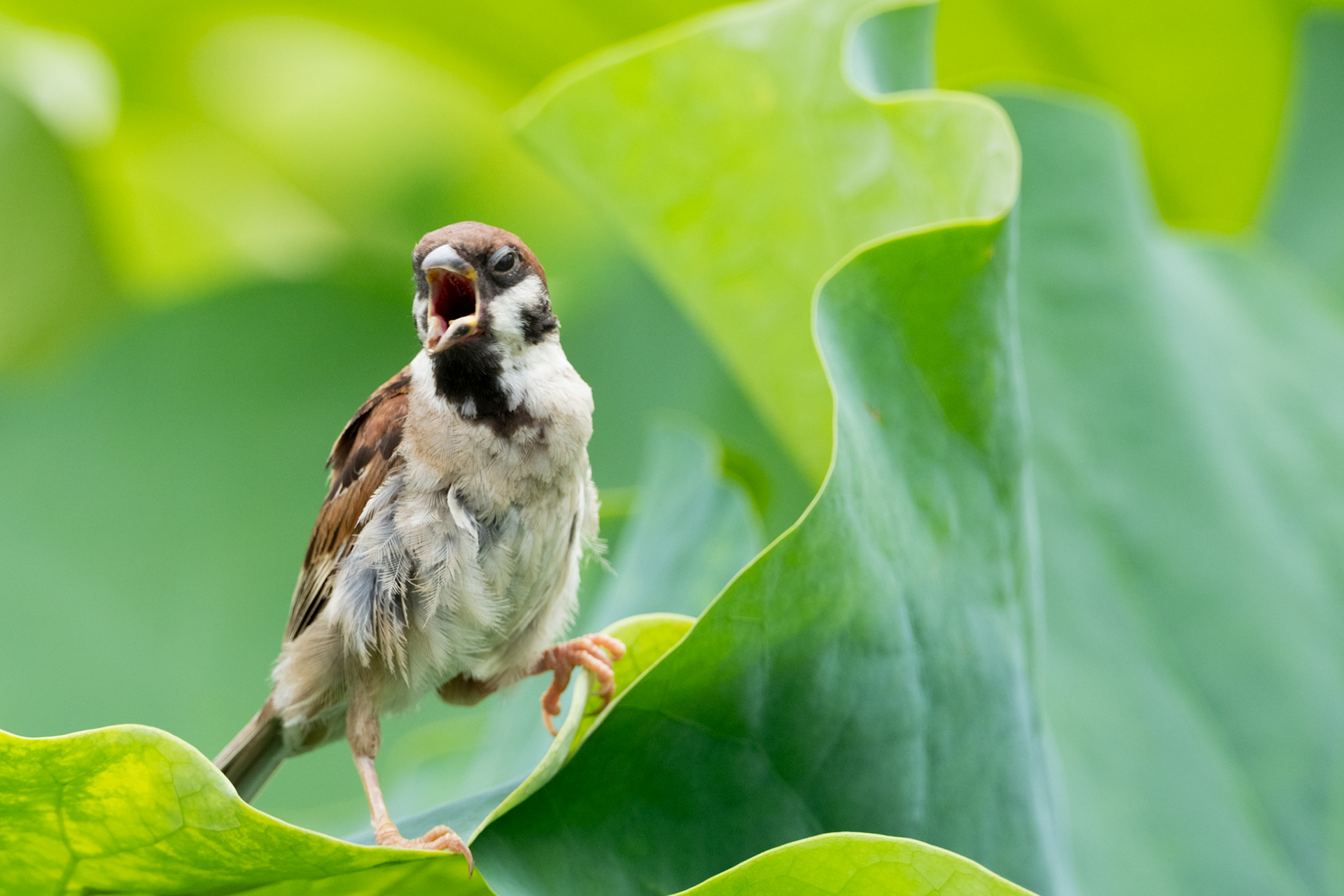 Tree sparrow (Passer montanus)