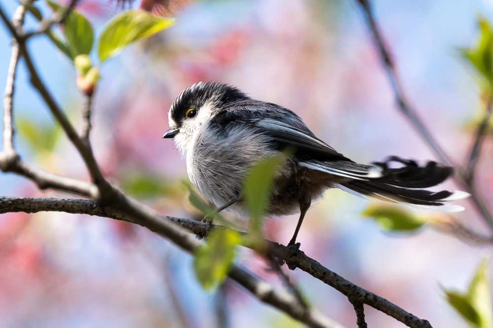 Long-tailed tit (Aegithalos caudatus)