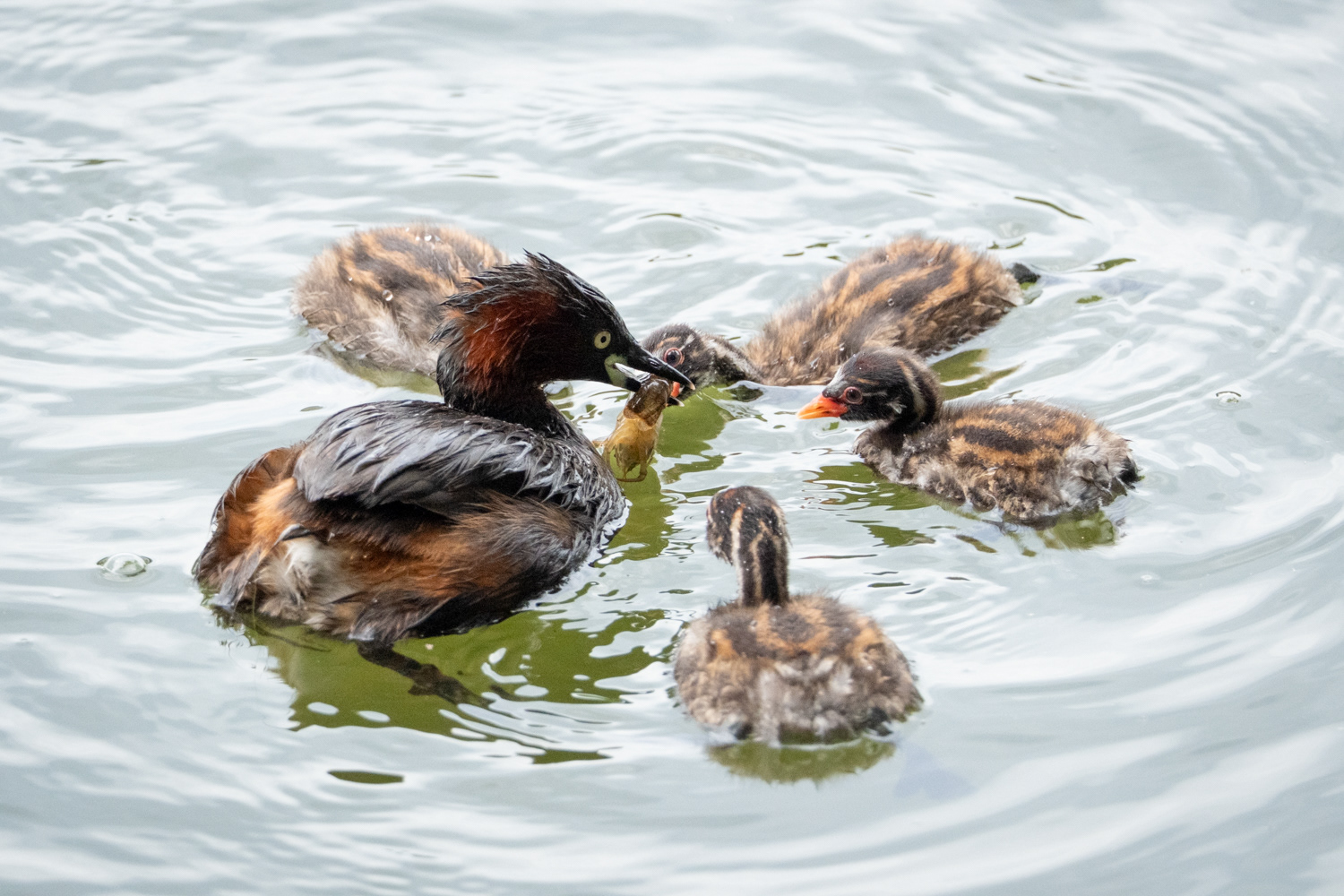 Grèbe castagneux (Tachybaptus ruficollis)