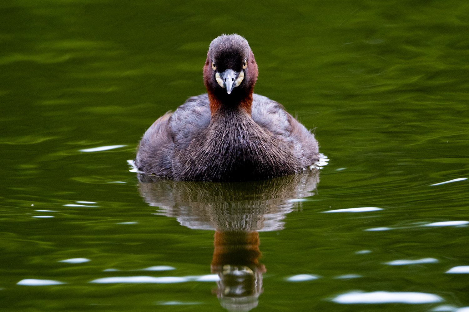 Grèbe castagneux (Tachybaptus ruficollis)