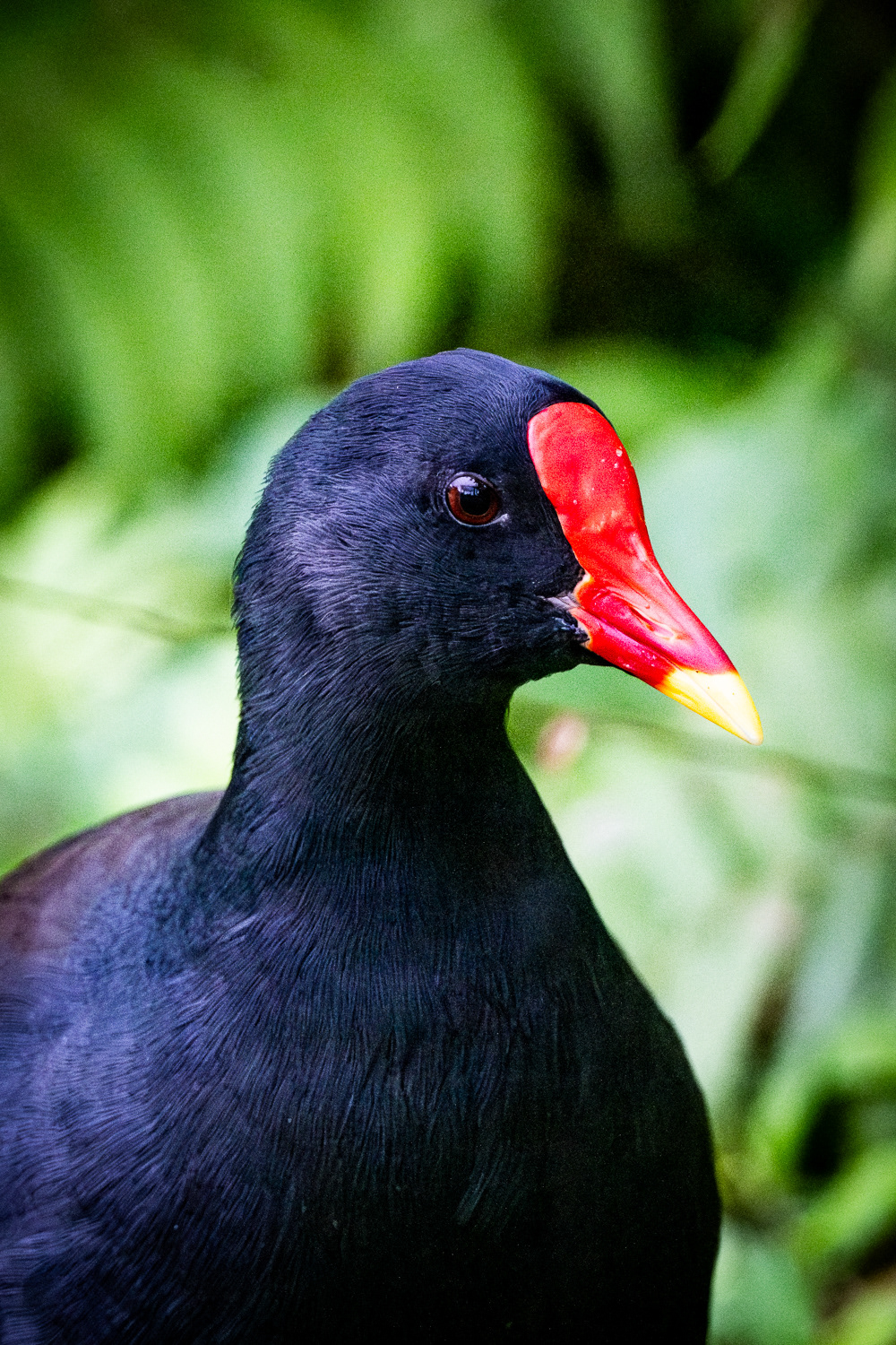 Common moorhen (Gallinula chloropus)
