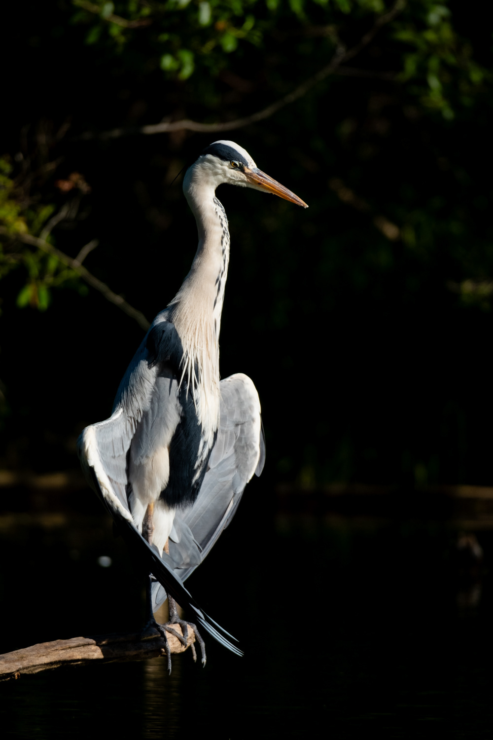 Grey heron (Ardea cinerea) 