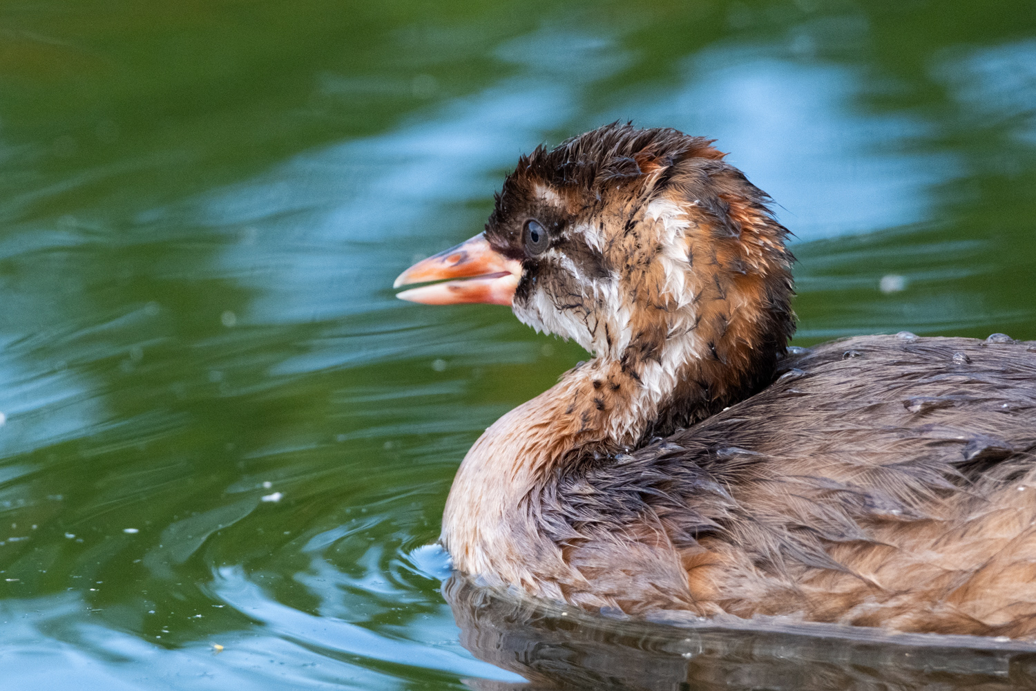 Grèbe castagneux (Tachybaptus ruficollis)