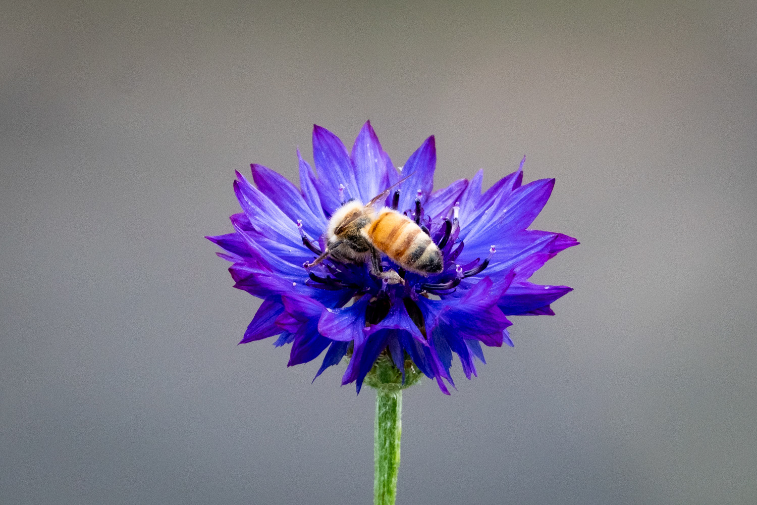 Apis mellifera