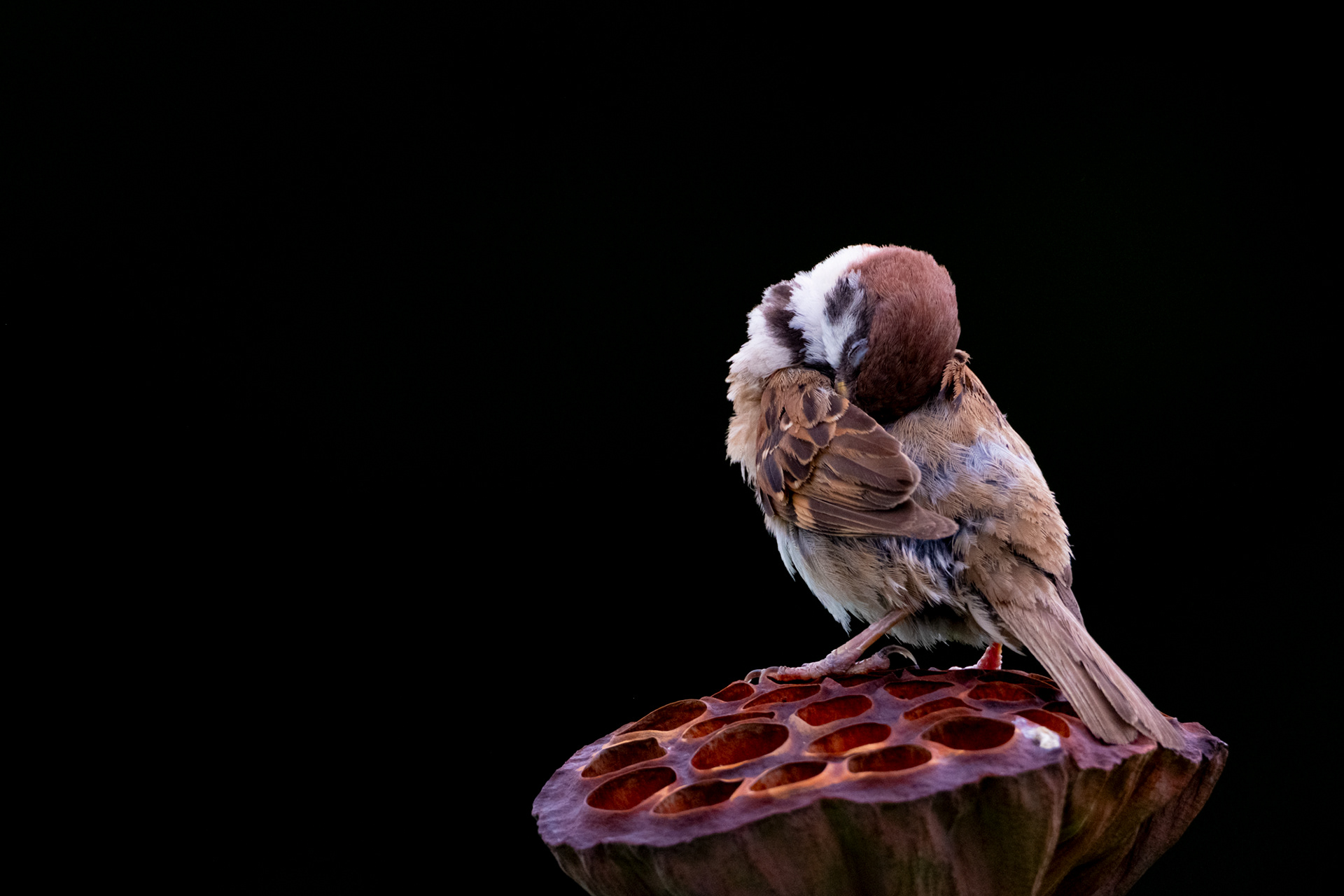 Tree sparrow (Passer montanus)