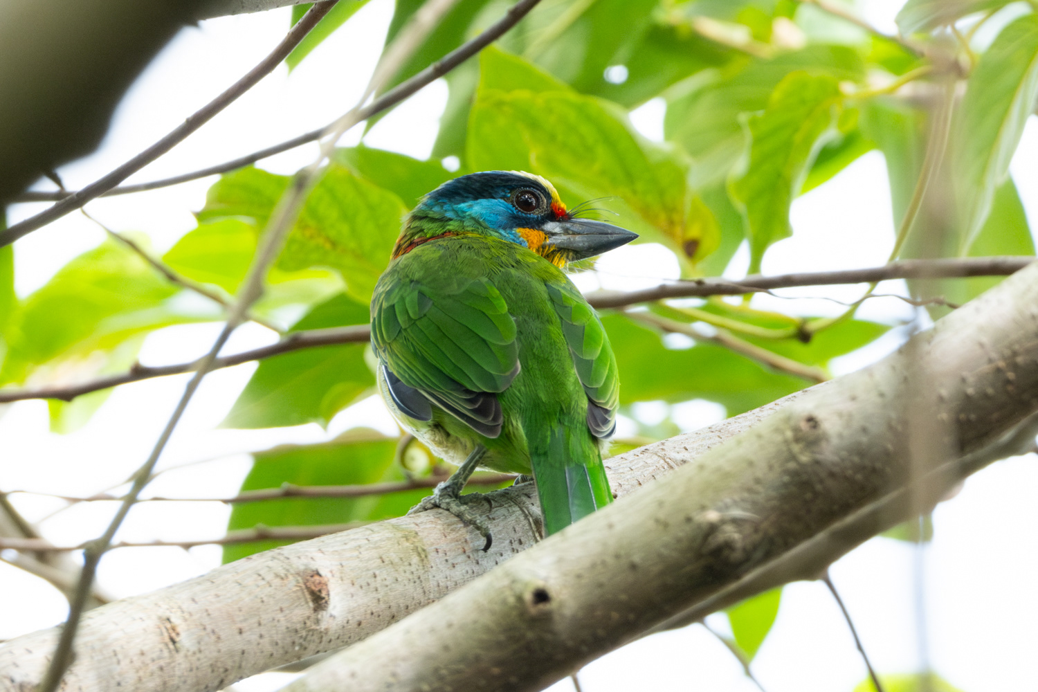 Taiwan barbet (Psilopogon nuchalis)