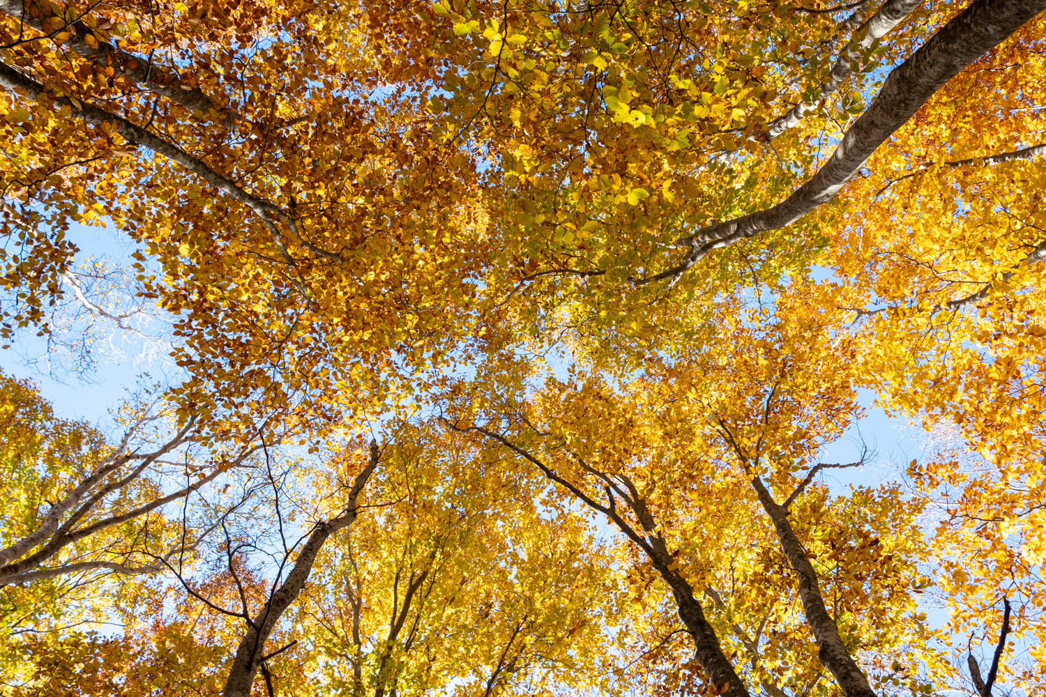 Fukushima prefecture