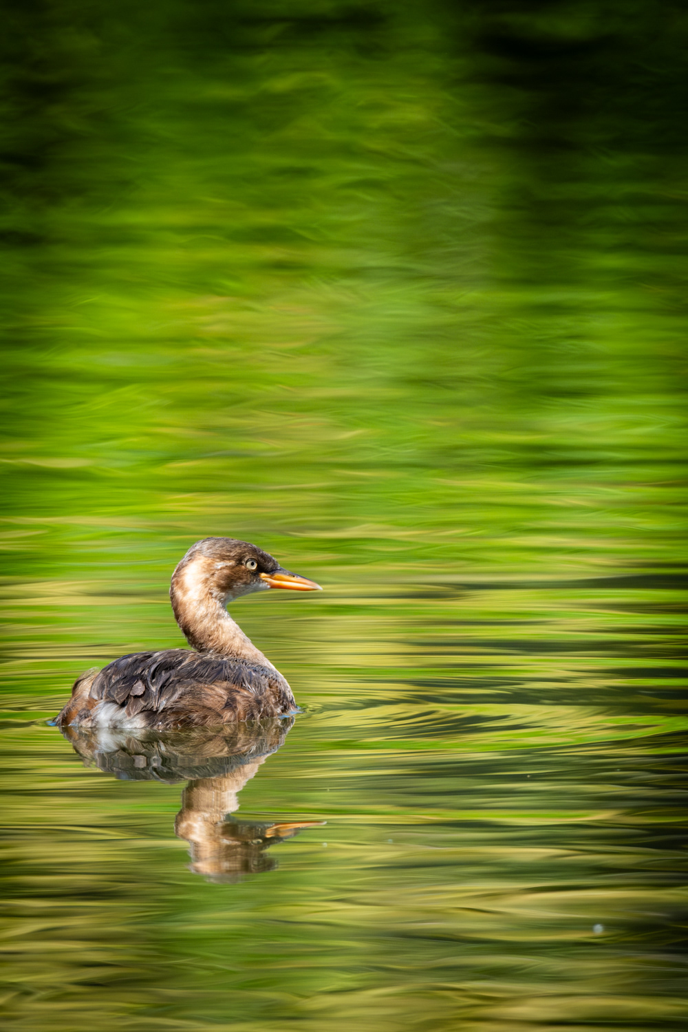 Grèbe castagneux (Tachybaptus ruficollis)