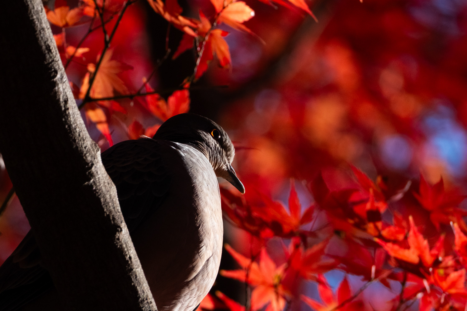 Oriental turtle dove (Streptopelia orientalis)