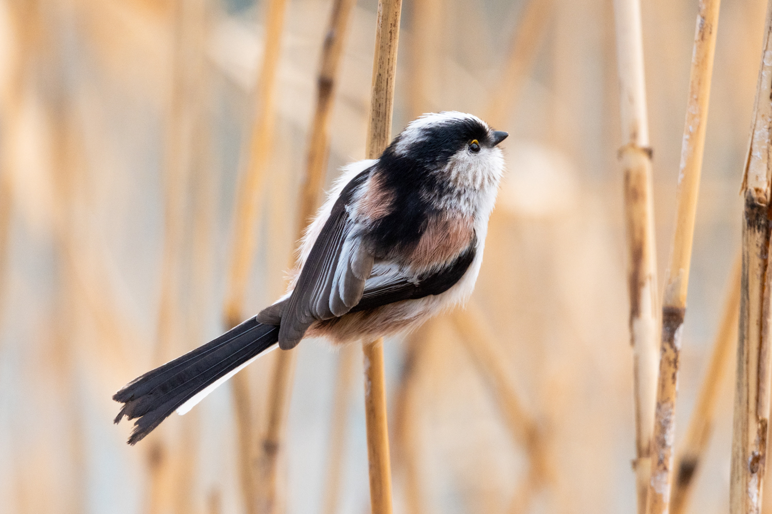 Long-tailed tit (Aegithalos caudatus)