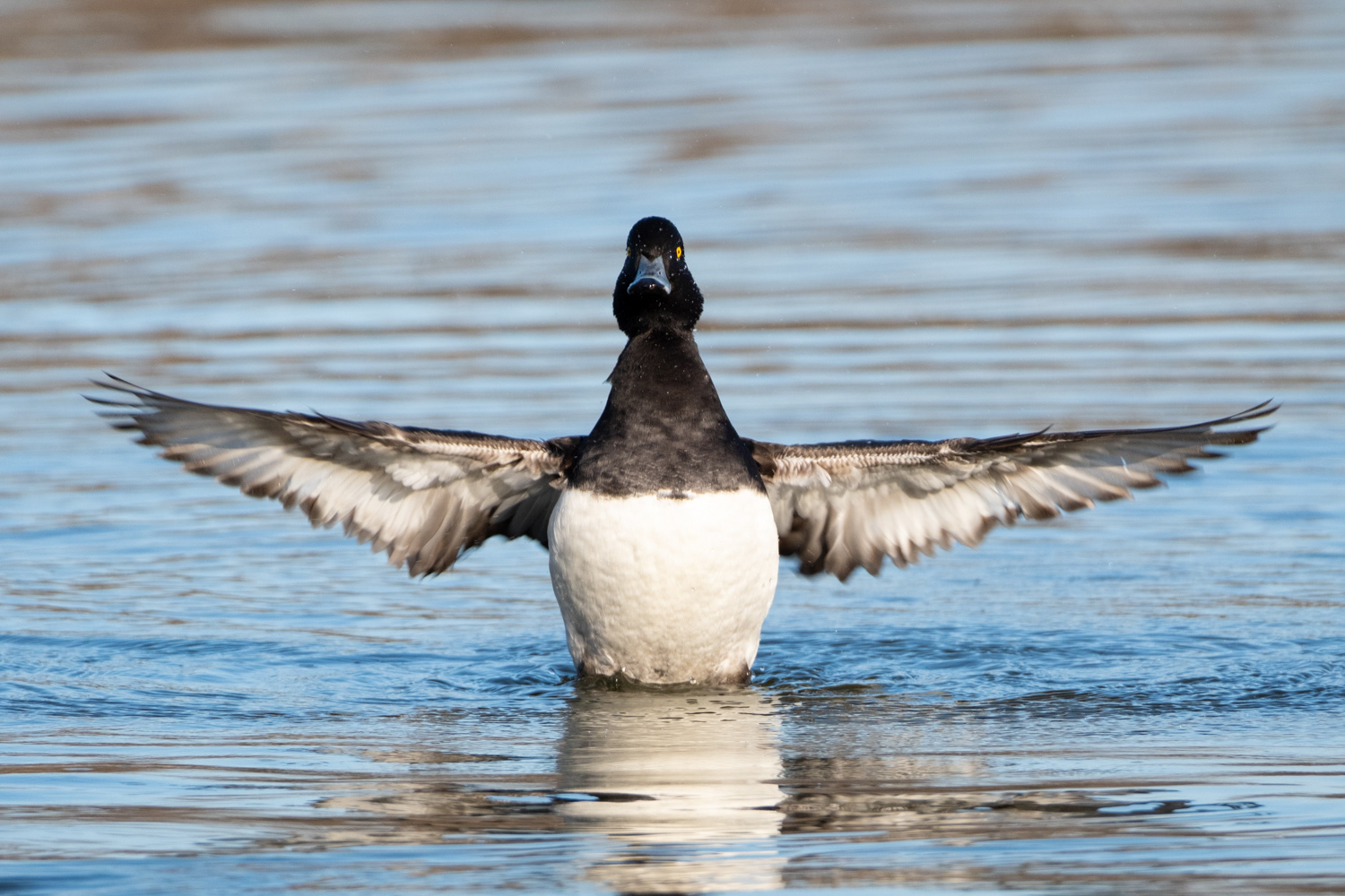 Tufted duck (Aythya fuligula)