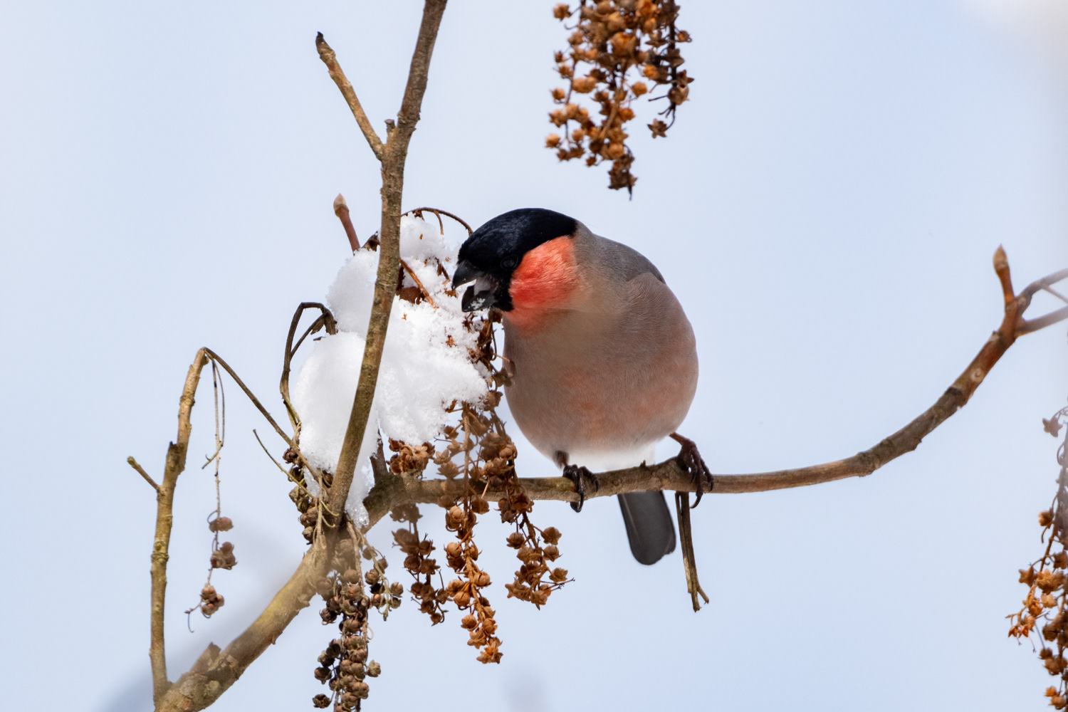 Bullfinch (Pyrrhula pyrrhula)
