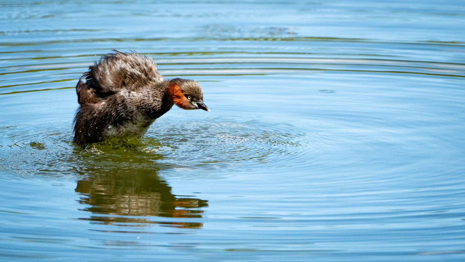 Grèbe castagneux (Tachybaptus ruficollis)