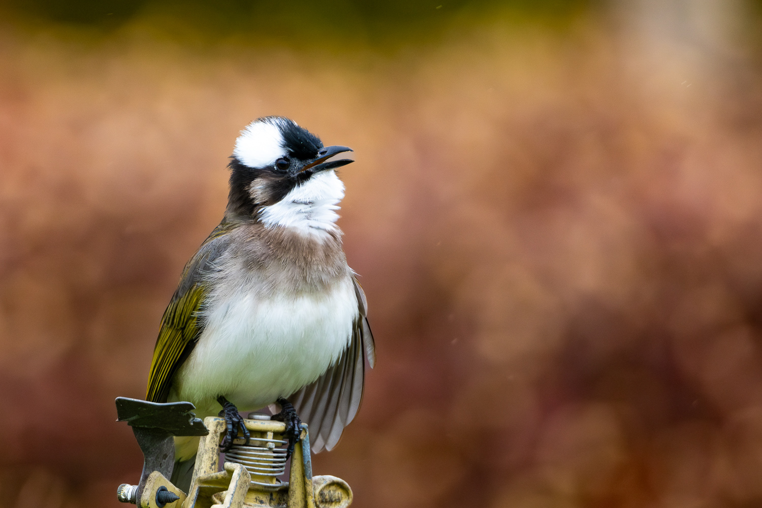 Light-vented bulbul (Pycnonotus sinensis)
