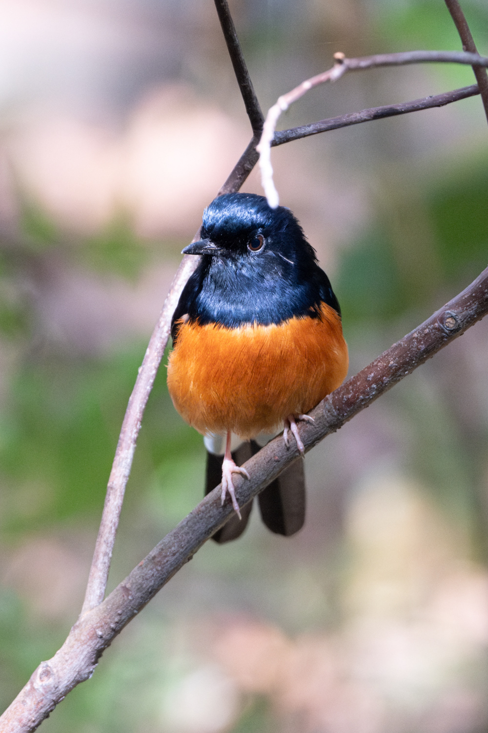 White-rumped shama (Copsychus malabaricus)