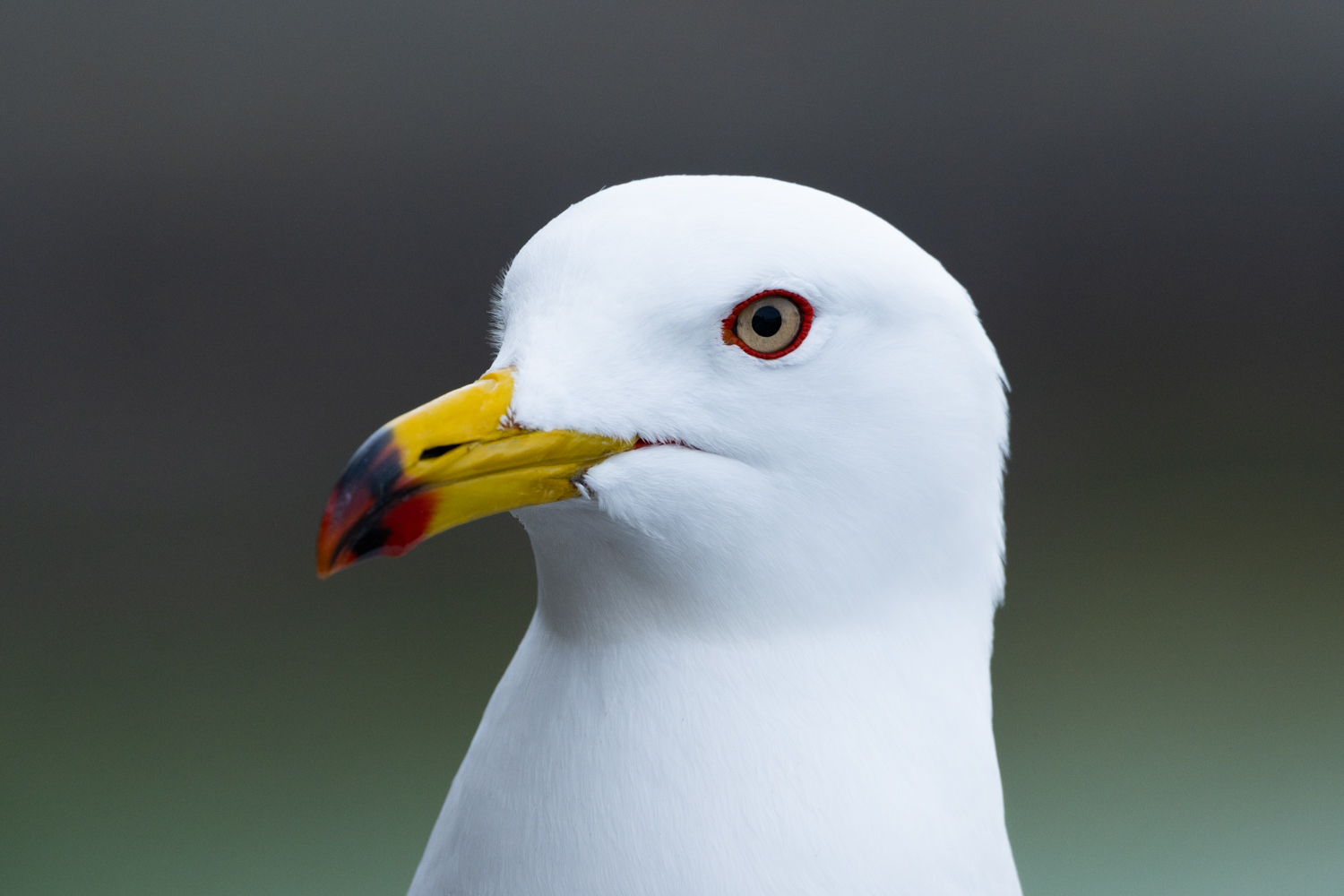 Black-tailed gull (Larus crassirostris) 