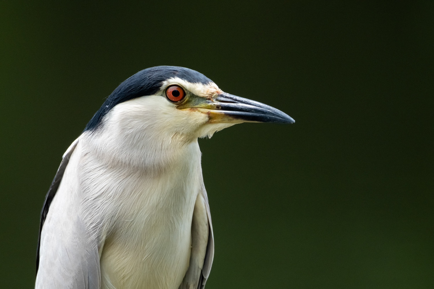Black-crowned Night Heron (Nycticorax nycticorax)