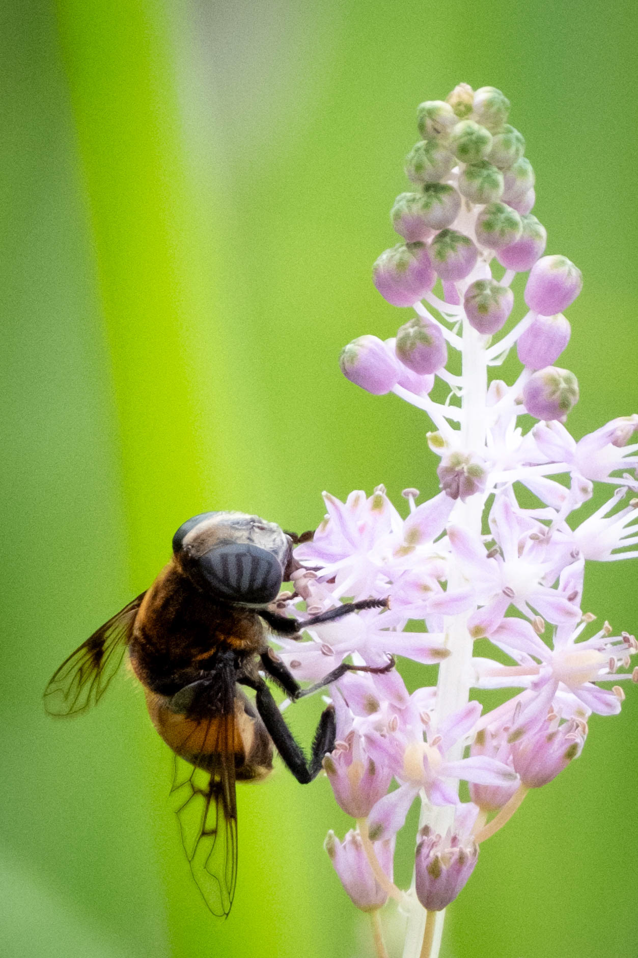 Syrphide