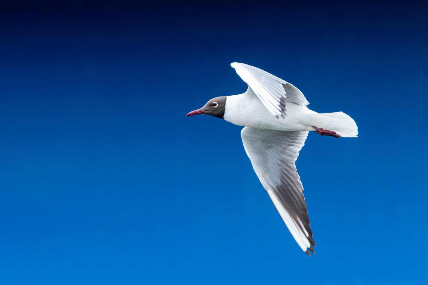 Black-headed gull (Larus ridibundus)