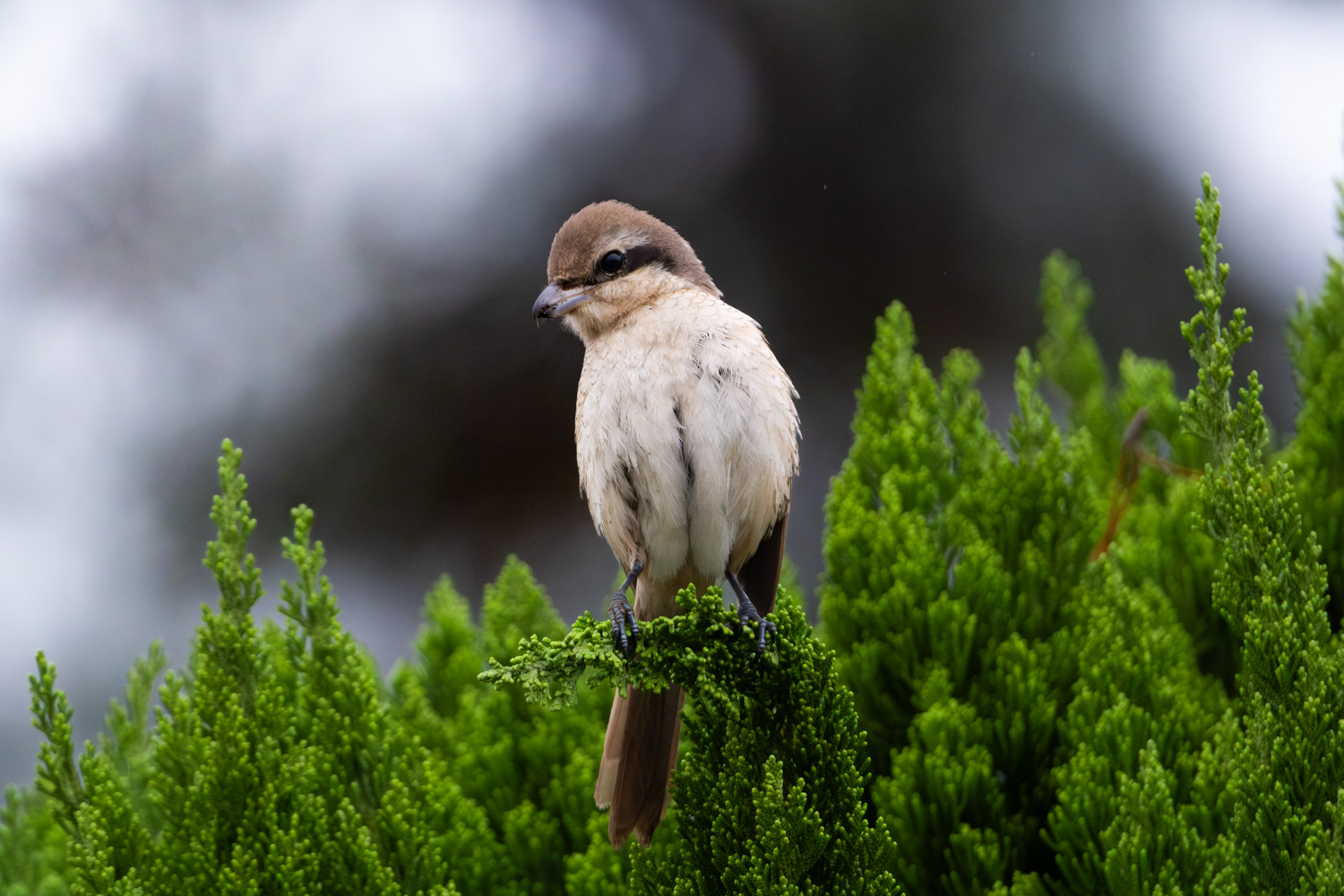 Brown shrike (lanius cristatus lucionensis)