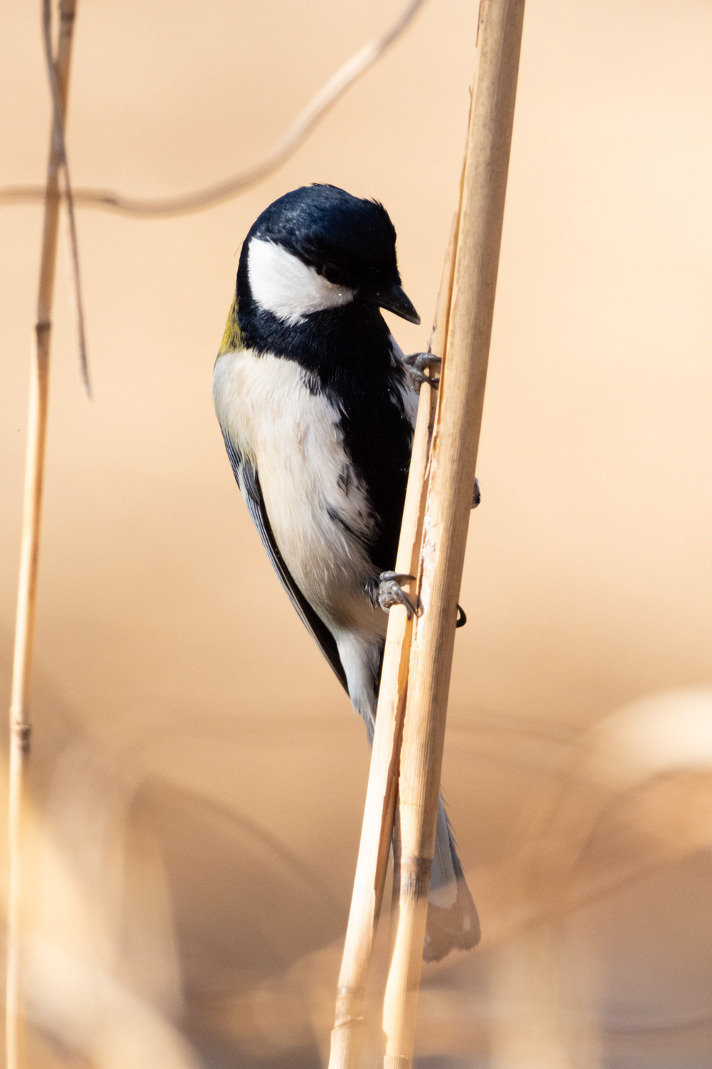 Japanese tit (Tit parus minor)
