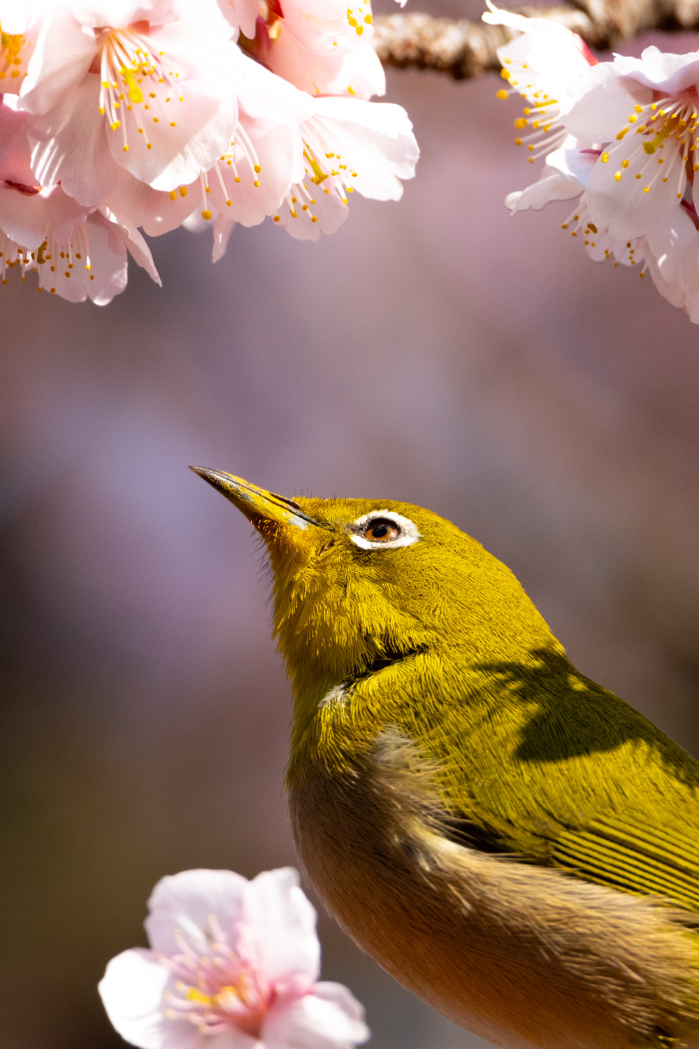 Warbling white-eye (Zosterops japonicus)
