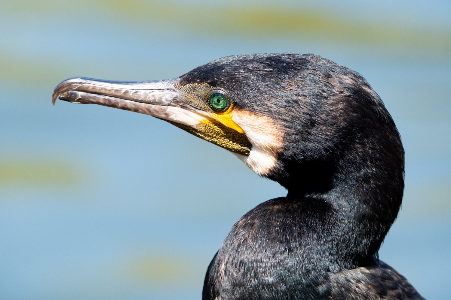 Great cormorant (Phalacrocorax carbo)