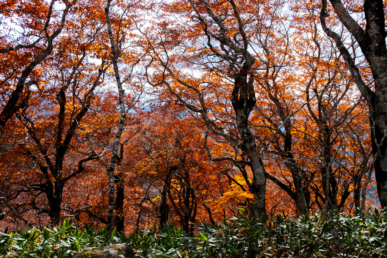 Fukushima prefecture