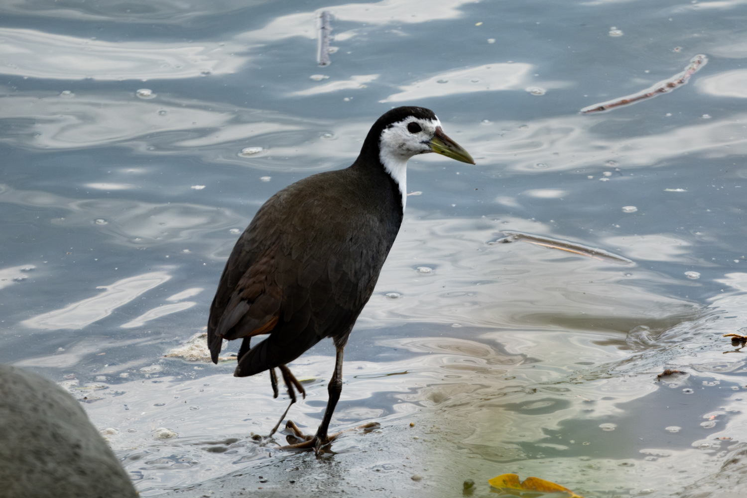 White-breasted waterhen (Amaurornis phoenicurus)
