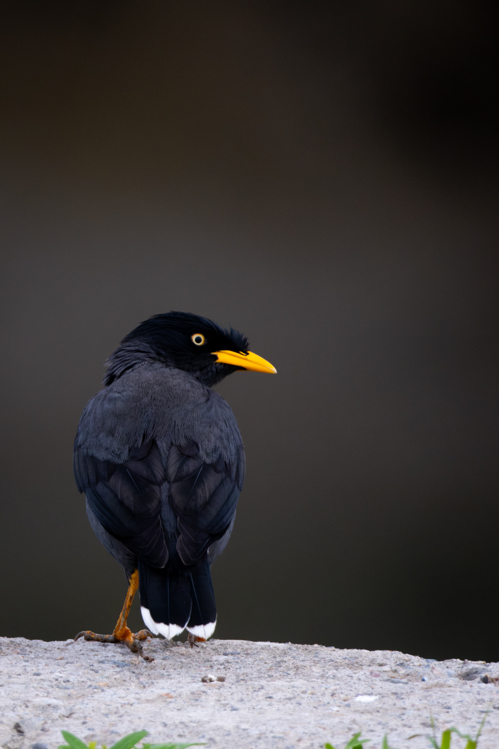 Crested myna (Acridotheres cristatellus)