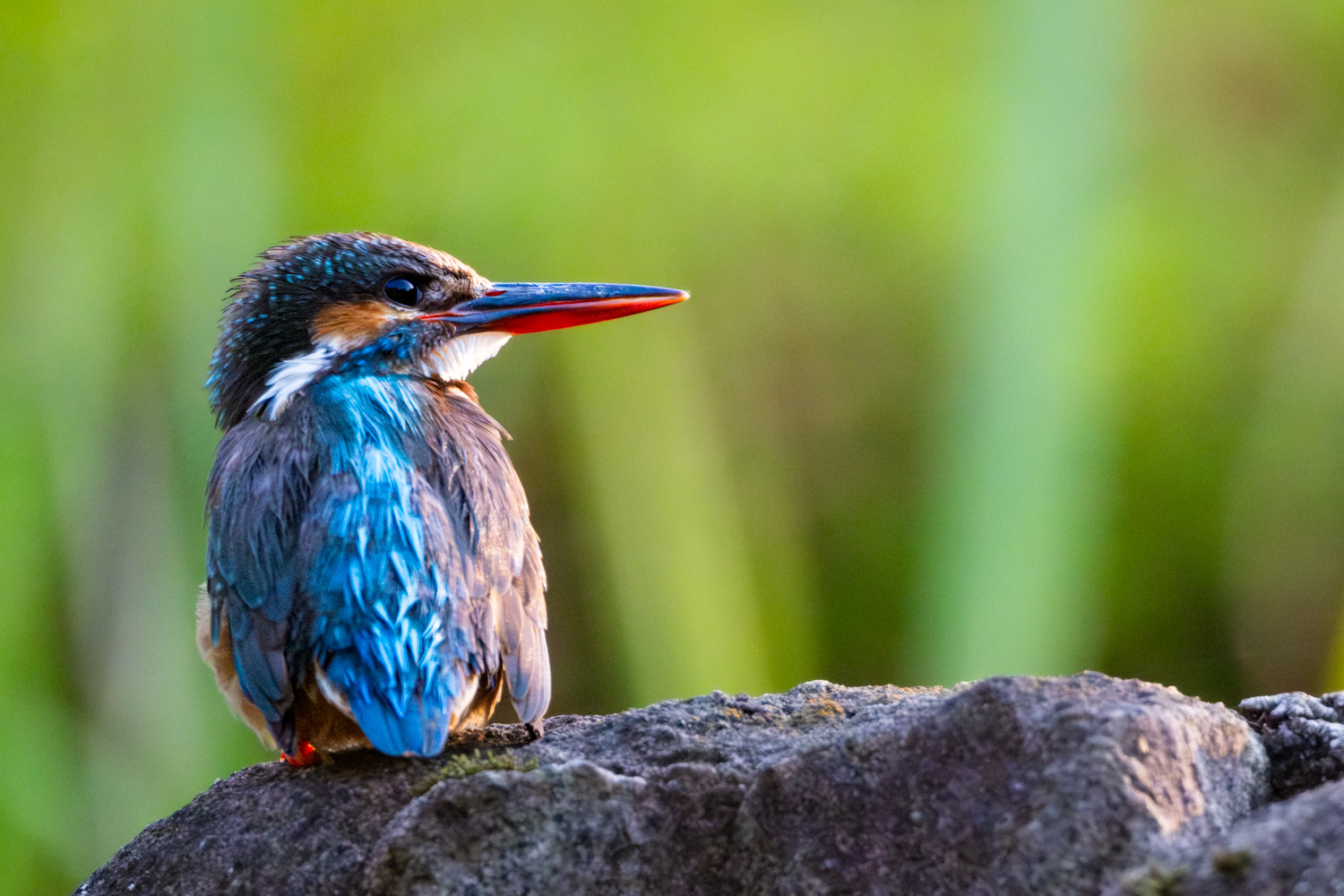 European Kingfisher (Alcedo atthis)