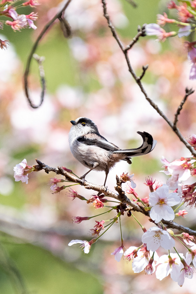 Long-tailed tit (Aegithalos caudatus)