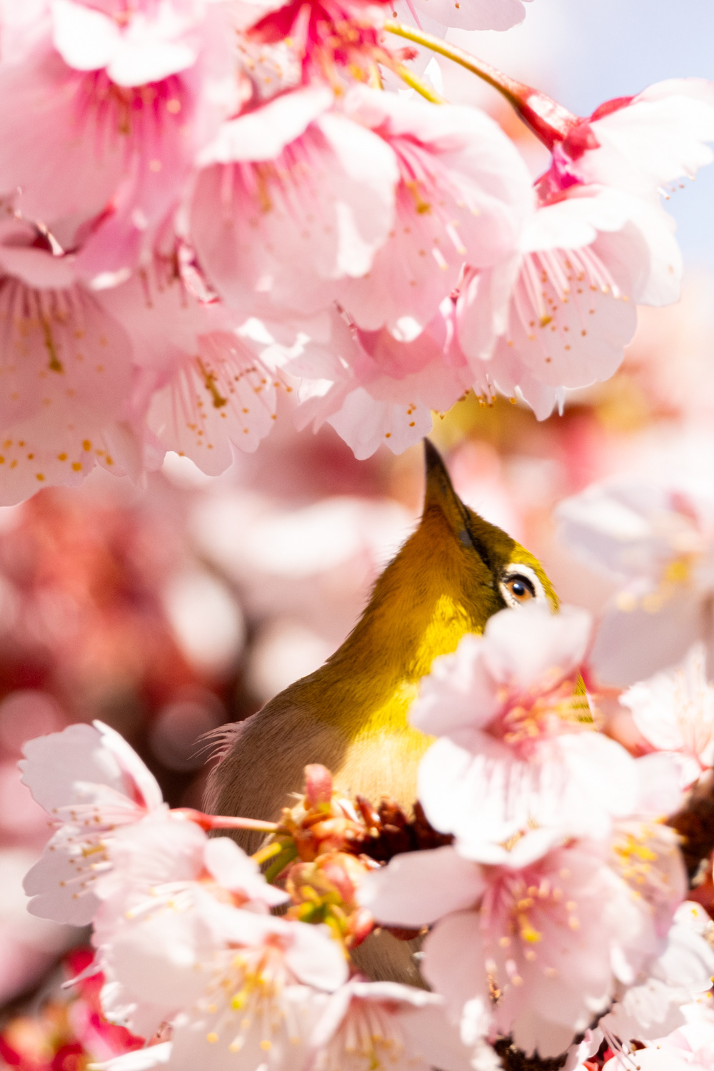 Warbling white-eye (Zosterops japonicus)