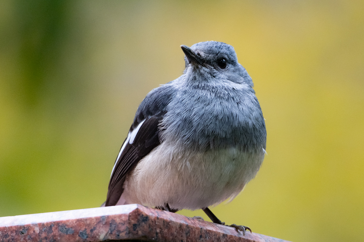 Oriental magpie robin (Copsychus saularis)