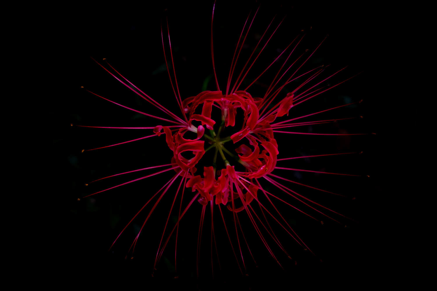 Lycoris