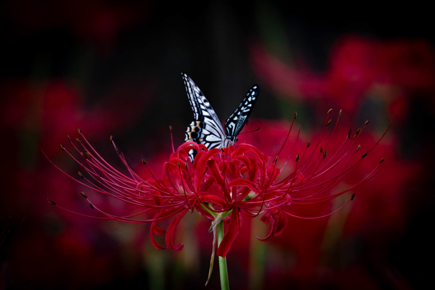 Papilii xuthus on a lycoris