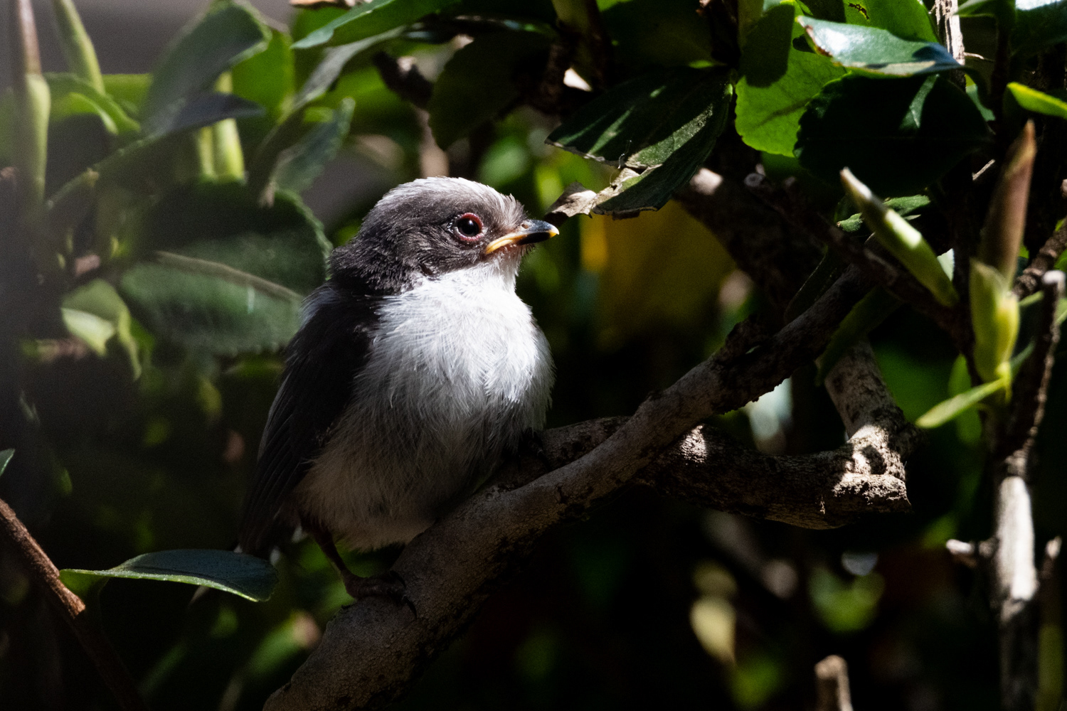 Long-tailed tit (Aegithalos caudatus)