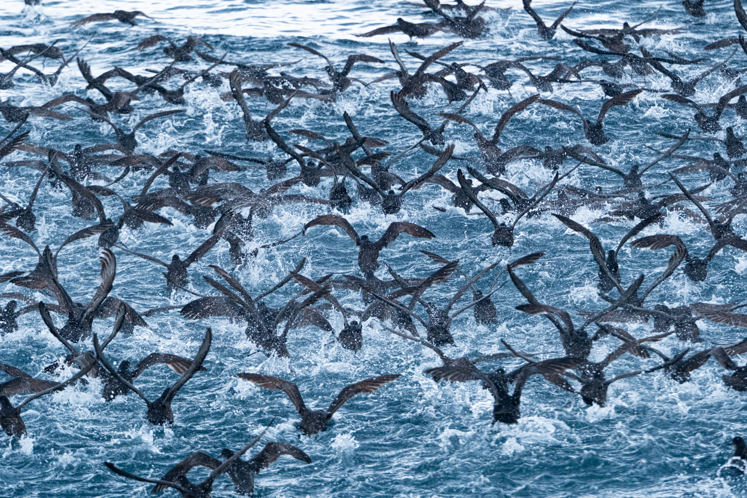 Short-tailed shearwater (Puffinus tenuirostris)