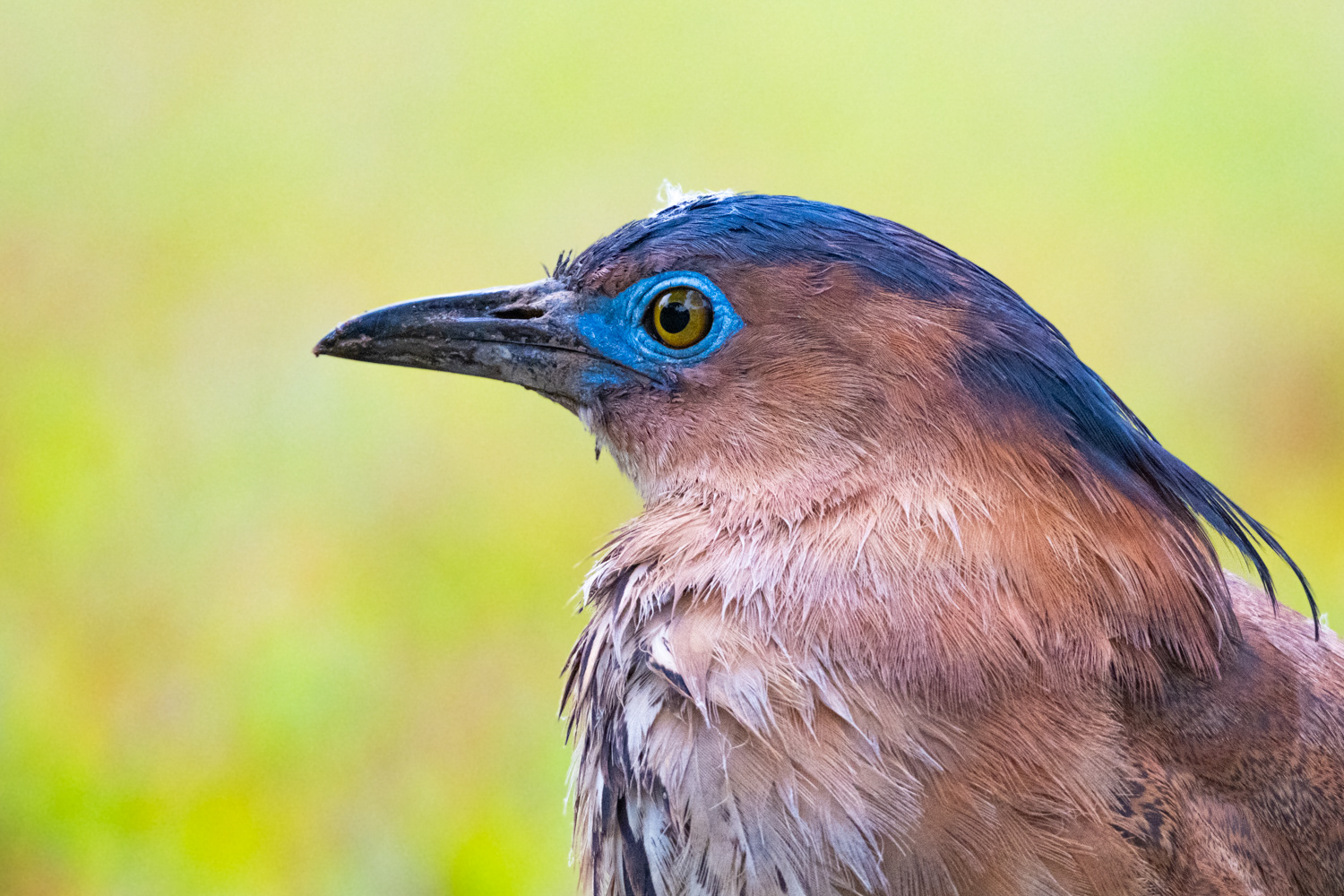 Malayan night heron (Gorsachius melanolophus)