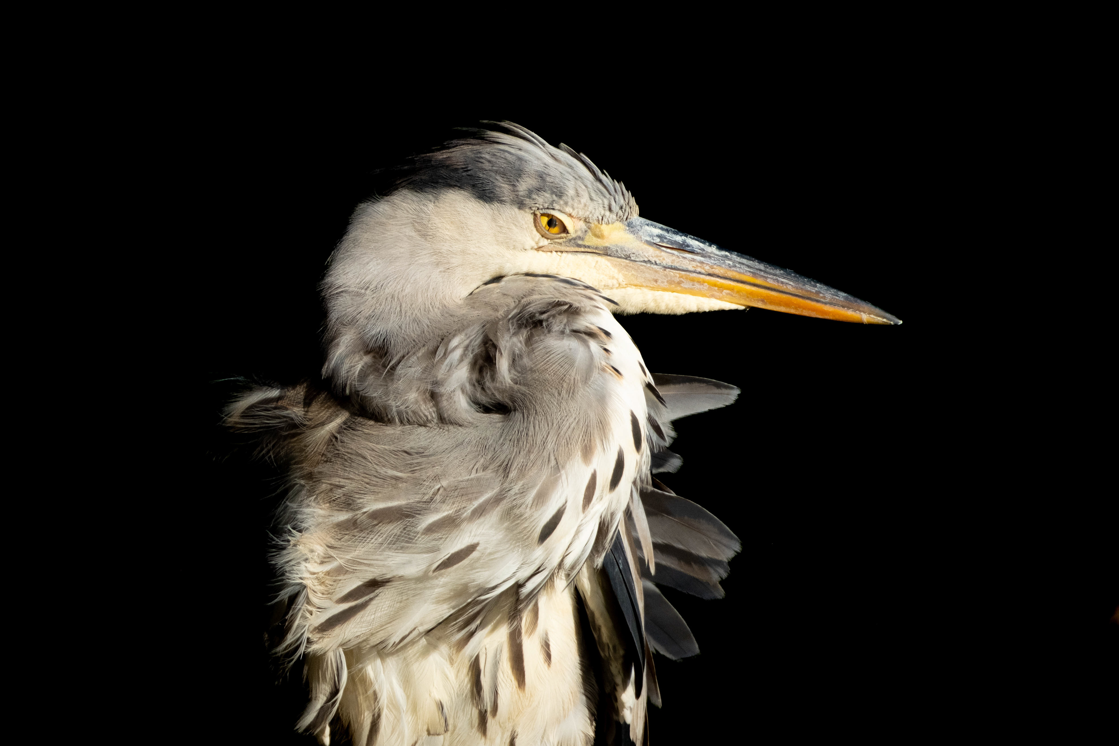 Grey heron (Ardea cinerea) 