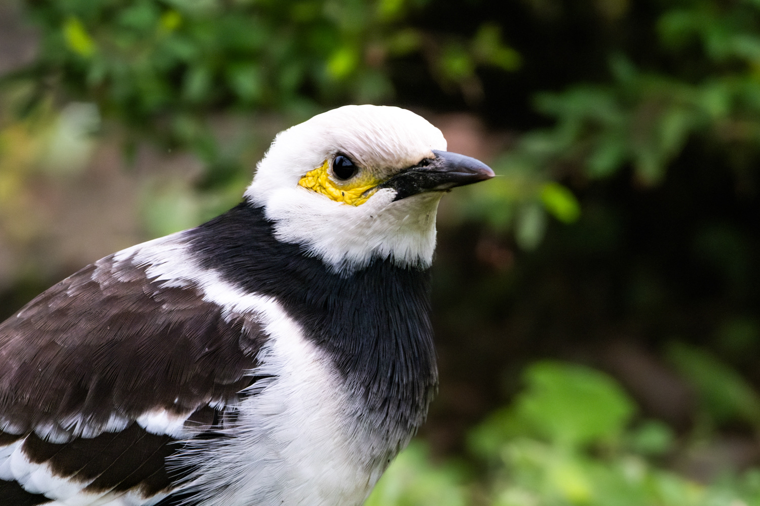 Black-and-white starling (Gracupica nigricollis) 