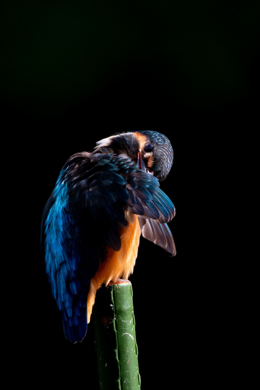European Kingfisher (Alcedo atthis)