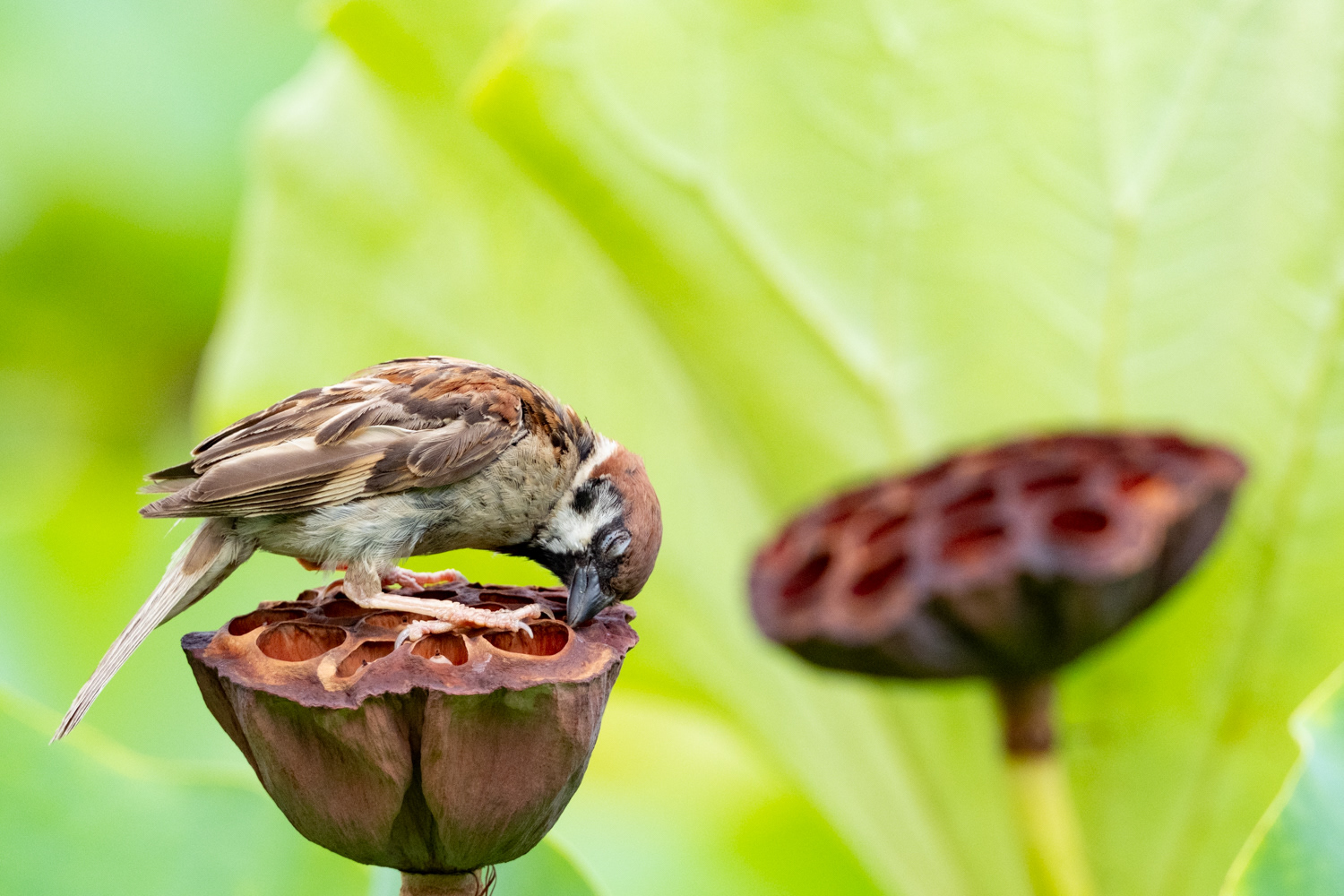 Tree sparrow (Passer montanus)