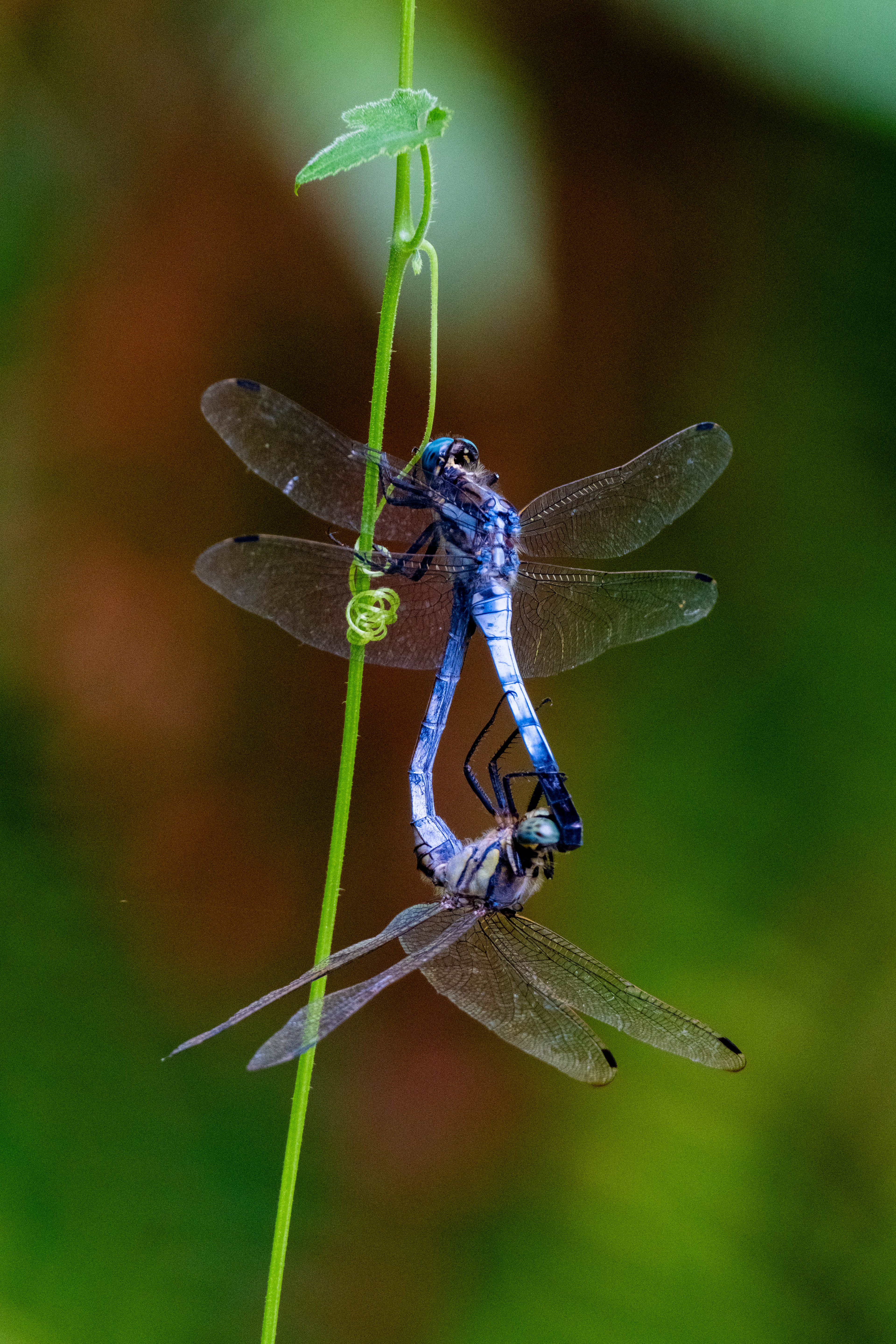 Sympetrum gracile